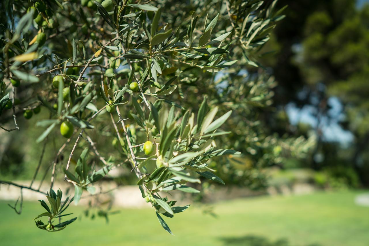 Bed and Breakfast Domaine De Saint Clair Aix-en-Provence Exterior foto